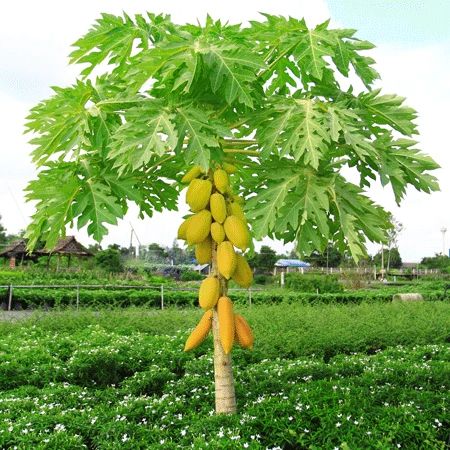 Yellow Papaya Trees for Sale – FastGrowingTrees.com Papaya Growing, Fuyu Persimmon, Trees Nursery, Papaya Plant, Papaya Tree, Nursery Plants, Growing Trees, Tree Nursery, Winter Plants