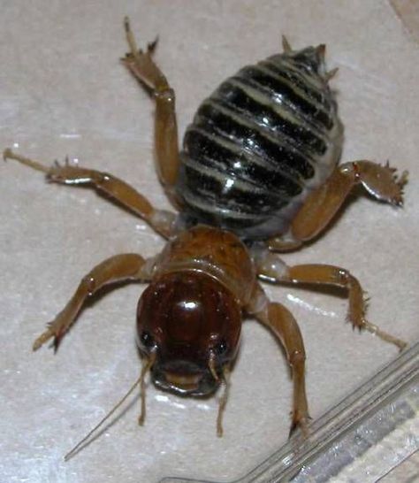 Potato Bug 2 " Potato Bugs, Scary Bugs, Dental Decay, Cool Insects, Cool Bugs, Creepy Crawlies, Arthropods, Arachnids, Bugs And Insects