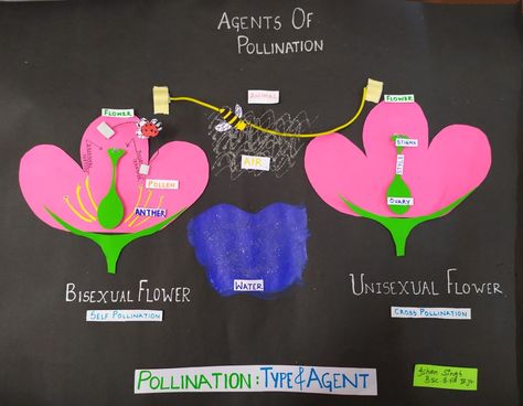 Agents of pollination Flower Pollination Activity, Pollination Project, Pollination Activity, Water Flowers, School Activities, Science, Quick Saves