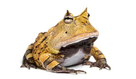 Argentine Horned Frog, Ceratophrys ornata, isolated stock images Toad Reference, Apprenticeship Portfolio, Horned Toad, Horned Frog, Tattoo Apprenticeship, Background Orange, Reference Pics, Horned Frogs, Animal Pics