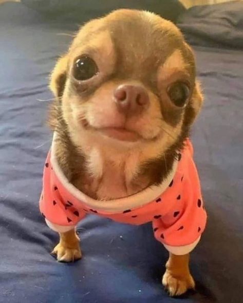 Silly Animal Pictures, Cute Dogs Images, Very Cute Puppies, Cute Small Animals, Cute Animals Puppies, Very Cute Dogs, Funny Animal Photos, Cute Chihuahua, Silly Dogs