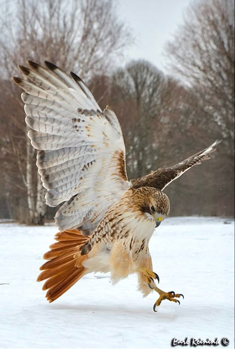 Redtailed Hawk Tattoo, Red Tailed Hawk Tattoo Feminine, Redtailed Hawk, Hawk Hunting, Hawk Wallpaper, Hawk Aesthetic, Hawk Photos, Red Tail Hawk, Hawk Tattoo