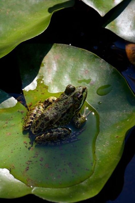 Toad On Lily Pad, Water Lily Top View, Frog From Above, Frog On Lillypad, Frog In Pond, Frogs On Lily Pads, Frog Lily Pad, Pond Frog, Calm Forest