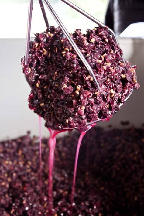 Grape Recipe, Homemade Wine Recipes, Clay Pigeon, Making Wine, Wine Images, Grape Harvest, Clay Pigeons, Make Your Own Wine, Wine Knowledge