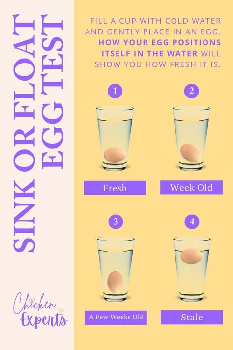 Sink or Float Egg Test Egg Test For Freshness, Egg Float Test, Egg Test, Fresh Egg, Sink Or Float, Backyard Chicken Farming, Kitchen Help, Farm Eggs, Backyard Chicken Coops