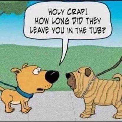 Wrinkle Dogs, French Mastiff, Dog Comics, Thought Bubble, Dog Bath, Pet Life, Animal Quotes, Dog Quotes, Funny Animal Pictures