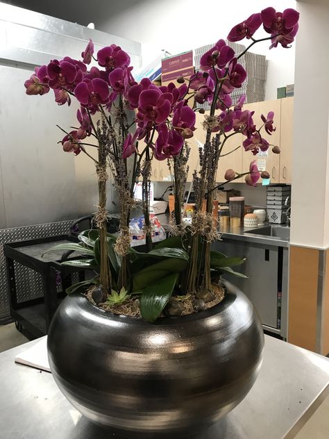 Orchids Phaelonopsis Orchid, Spanish Moss, Dried Lavender, Floral Arrangements, Orchids, Lavender, Vase, Plants, Floral