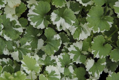 Glechoma hederacea &s;Variegata&s; (v) | variegated ground ivy Herbaceous Perennial/RHS Gardening Glechoma Hederacea, Ground Ivy, Hampton Court Palace Gardens, Orchid Show, Buy Plants Online, Wildlife Gardening, School Garden, Plant Spacing, Herbaceous Perennials