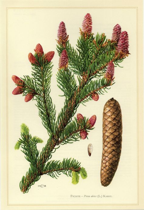 Vintage lithograph showing the Norway spruce - picea abies. Produced in Germany, 1958 by Claus Caspari. The size of the print is 24.5 * 16.5 cm (9.6 * 6.5 inches) The picture here is a scanned version of the original print - so you can see its exact condition. You will get the original print. The print is in good condition and perfect to frame. Please read our policies and feel free to contact us if you have any questions. Botanical Plates, Sweden Wedding, Vintage Biology, Biology Poster, Botany Illustration, Plant Illustrations, Picea Abies, Norway Spruce, Illustration Botanique