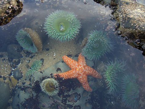 Tide pools Santa Cruz CA Laika Dog, Tidal Pool, Mermaid Aesthetic, Tide Pools, Rock Pools, California Dreamin', Ocean Creatures, Elements Of Art, Ocean Life