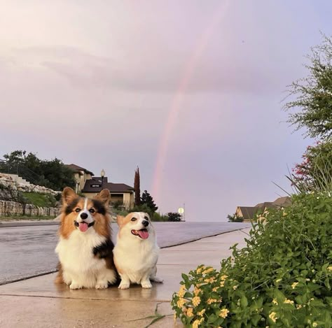 Fluffy Corgi, Cute Animals Puppies, Puppies And Kitties, Cute Dog Pictures, Cute Corgi, Dream Dog, Corgi Dog, Cute Animal Pictures, Cute Creatures