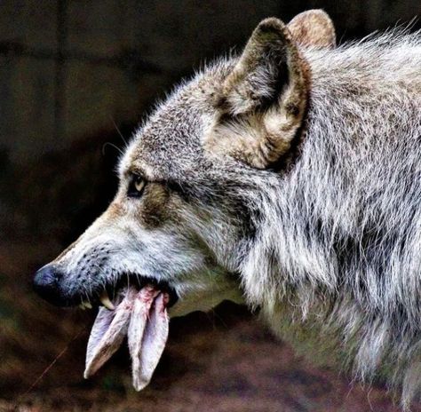 Blank Comic Book, Wolf Ears, Rabbit Head, Wolf Photos, Vulture Culture, Wolf Pictures, Figure Sketching, Dog Biting, Black Wolf