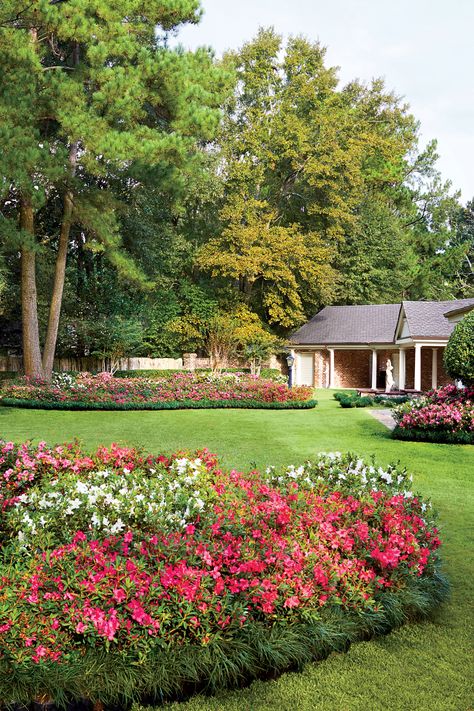 Don’t Settle for Scraggly Azaleas When To Prune Azaleas, Pruning Azaleas, Azaleas Landscaping, Azaleas Care, Azalea Bush, Azaleas Garden, Hydrangea Varieties, Southern Living Plants, Southern Garden