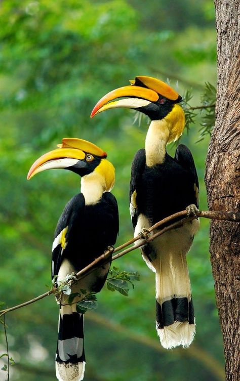 Great Hornbill. State bird of Kerala India. Great Hornbill, Airbrush Art, Colorful Animals, All Birds, Bird Pictures, Exotic Birds, Tropical Birds, Pretty Birds, Colorful Birds