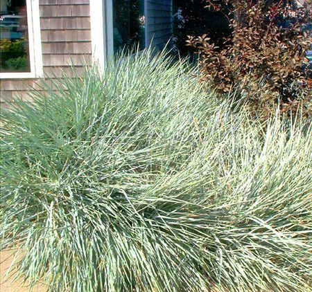 Coastal Landscaping Ideas, Nautical Landscaping, Plants For Landscaping, Large Yard Landscaping, Corner Landscaping, Beach House Landscaping, Coastal Landscaping, Florida Landscaping, Beach Grass