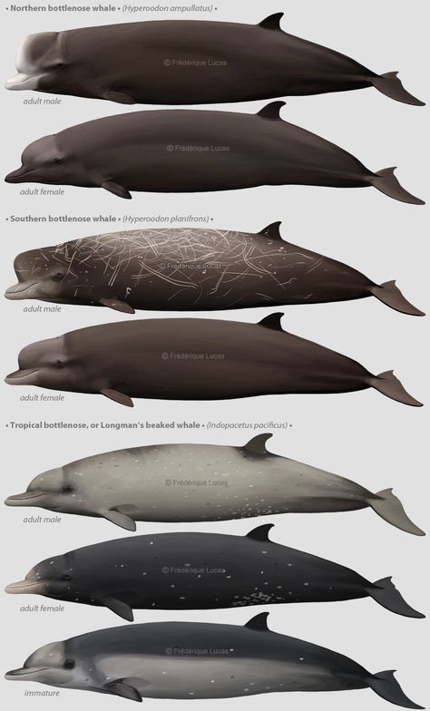 Hawk Species, Beaked Whale, Battering Ram, Animal Infographic, Bottlenose Dolphin, Animal Science, Aquatic Animals, Happy New Year Everyone, Prehistoric Creatures