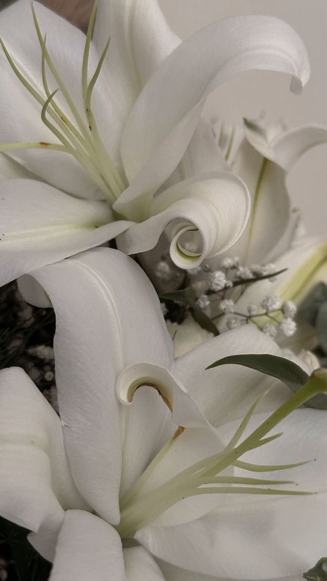 Closeup photo of two bloomed casablanca lilies/flowers. Casablanca Lilies, Coming Song, Casablanca Lily, Lilies Flowers, Plant Games, Closeup Photo, Wedding Flower Inspiration, Fashion Portfolio, Natural Forms