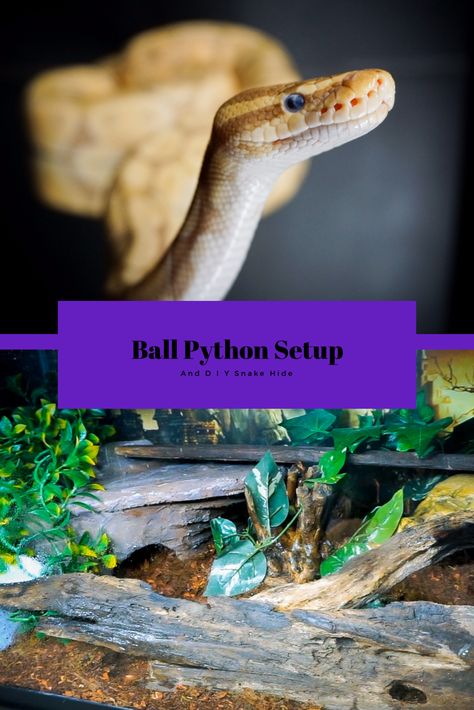 Ball Python Hide Diy, Snake Habitat Ideas Ball Python, Diy Snake Hide, Ball Python Tank, Python Tank, Reptile Crafts, Ball Python Care, Diy Snake, Diy Reptile