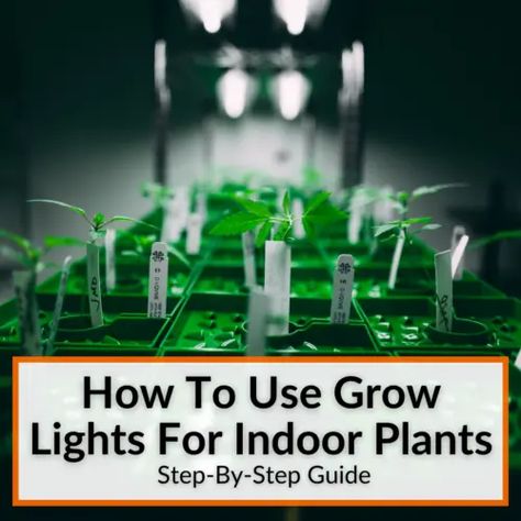 Can You Use Regular Light Bulbs As Grow Lights? Grow Light Bulbs, Growing Plants Indoors, Grow Lights, Step Guide, Growing Plants, Being Used, Indoor Plants, Lighting, Plants