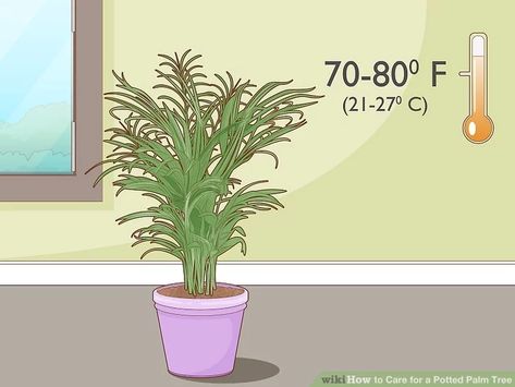 3 Ways to Care for a Potted Palm Tree - wikiHow Palm Tree Care, Mini Palm Tree, Brown Tips, Small Palm Trees, Tree Care, Tropical Vibes, The Palm, Palm Tree, Palm Trees