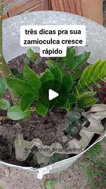 Netinhoh Branquinho on Instagram: "Três dicas pra sua zamioculca cresce rápido #zamioculcas #muda #plants #plantas #dicas #adubo #agro" Zamioculcas Plant, Plants, On Instagram, Instagram