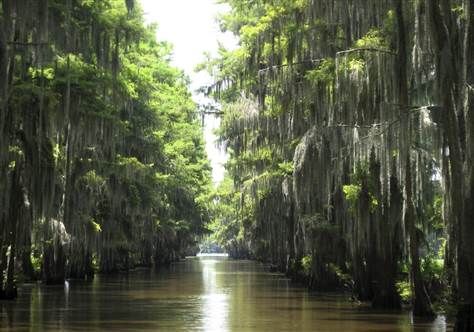 Texas’ mystical Caddo Lake beckons visitors - Travel - Destination Travel - US and Canada | NBC News Noir Books, Southern Gothic Literature, Southern Gothic Aesthetic, Go Set A Watchman, Caddo Lake, Ella Enchanted, Gothic Fiction, Harper Lee, The Boogeyman