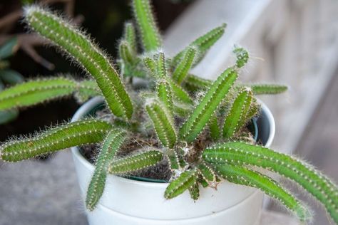 Dog Tail Cactus Plant Profile Dog Tail Cactus, Rat Tail Cactus, Sun Loving Plants, Cactus Plant, Growing Seeds, Growing Indoors, Cactus And Succulents, Organic Matter, Types Of Soil