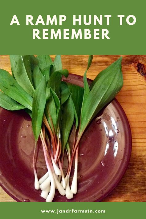 Pickled Ramps, Acre Homestead, Wild Onions, Vinegar And Water, Appalachian Mountains, Wild Edibles, Warm Spring, Medicinal Herbs, Herbs