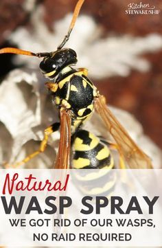 You don't need Raid or yucky chemicals to kill your bee hive or wasp nest. Get rid of wasps naturally with this super simple recipe. Killing Wasps, Getting Rid Of Bees, Wasp Killer, Wasp Spray, Wasp Repellent, Get Rid Of Wasps, Wasp Traps, Bug Repellant, Diy Pest Control