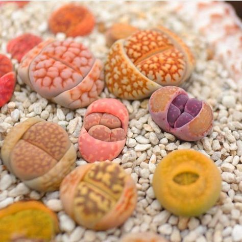 How Long Do Succulents Live? https://succulentcity.com/how-long-do-succulents-live/ Lithops Garden, Living Stone Plant, Lithops Succulents, Plant Obsession, Stone Plant, Succulent Garden Diy, Succulent Gardening, Succulents Indoor, Jade Plants