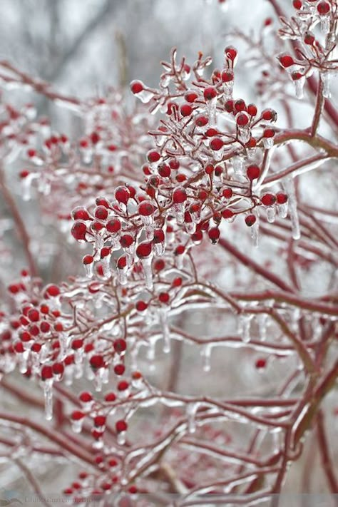 Notforgotten Farm : ~ SO COLD!!! ~ Foto Macro, Sunday Photos, Cold Heart, Winter Schnee, Ice Storm, I Love Winter, Foto Tips, Seasons Winter, Love Winter