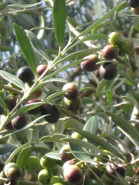 Arbequina Olive Fruit -- Unusual Fruits Should Be Grown More! Olive Tree Indoor, Unusual Fruits, Arbequina Olive Tree, Growing Olive Trees, Olive Oil Store, Fruit Bearing Trees, Tree Indoor, Olive Recipes, Plant Zones