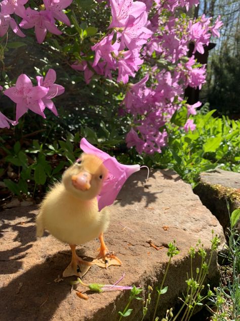 Funny Duck Pictures, Ducklings Aesthetic, Pink Aesthetic Animals, Aesthetic Duck Pictures, Baby Duck Aesthetic, Cute Ducklings Aesthetic, Duck Aesthetic, Cheerful Aesthetic, Cute Ducks In Water