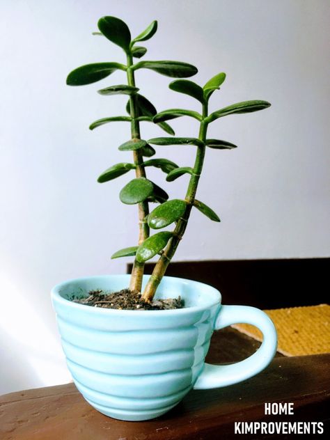 Spice up your plant display by putting your little green babies into tea cup planters! Perfect for succulents, cacti, or even a little jade tree!  #plants #greenthumb #planter #DIY #teacup #tea #plantlover #plantmom #plantdecor #plantdiy #cup #homedecor #home #decor #jade #cactus #succulent #green #vintage #vintagestyle #vintagedecor #vintagehome Tea Cup Planter, Plant Parenthood, Jade Tree, Planter Diy, Blue Tea Cup, My Plant, Blue Tea, Plant Display, Succulents Diy