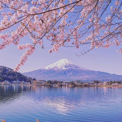 The best places to see Mount Fuji with cherry blossom | My Nihon Japan Flowers, Mount Fuji Japan, Japan Cherry Blossom, Cherry Blossom Japan, Japan Painting, Japan Photography, Sakura Tree, Project Board, Natural Background