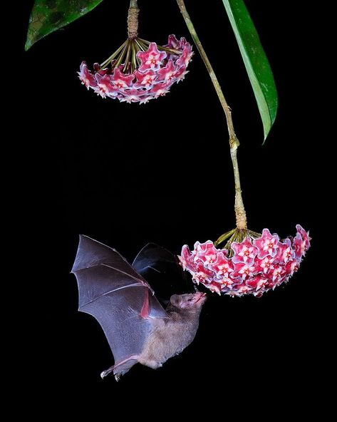 POLINIZADORES The amazingly work that the bats do for pollination is something that remind us the importance of a balanced habitats, it’s… | Instagram Visit Costa Rica, Costa Rican, Colorful Birds, My Last, Costa Rica, Mammals, Bat, Birds, Photo And Video