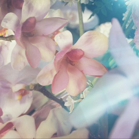 Gucci Flora Gorgeous Jasmine, Pink Flower Aesthetic, Petra Collins, Gucci Flora, Nothing But Flowers, Pretty Pics, Flower Therapy, Equestria Girls, Phone Themes