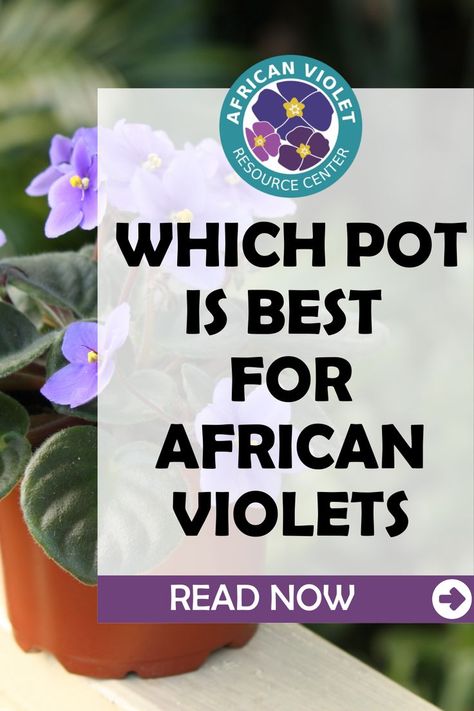 When properly cared for, African violets can produce cheerful, vibrant blooms nearly year-round. Today, we’ll take a look at one of the most important elements of African violet care: providing the right type of pot. We’ll help you understand the unique jungle environment in which these tropical beauties evolved, so you can pick a planter that emulates the conditions for yours to thrive. Let’s dig a little deeper into African violet pots, and what to look for in the perfect container. Jungle Environment, Leaf Health, African Violet Care, African Violet Pots, African Plants, African Violets Plants, Violet Plant, Plant Care Houseplant, Plant Help