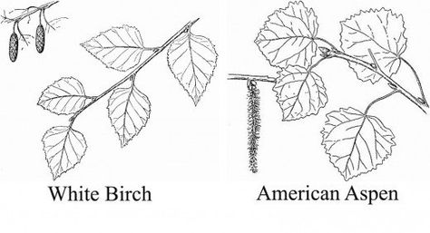 difference between birch and aspen...Wonderful Trees With White Bark... Aspen Tattoo, Trees With White Bark, Types Of Trees, Aspen Tree, Aspen Leaf, Birch Leaf, Applique Ideas, Aspen Trees, Body Modification