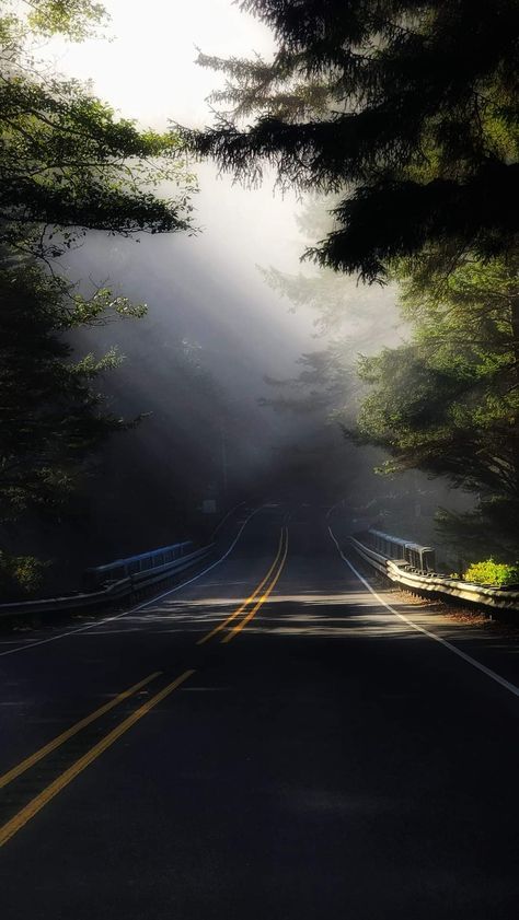 Oregon Redwoods, Aesthetic Scenery, Oregon Coast, Oregon, Mood Board