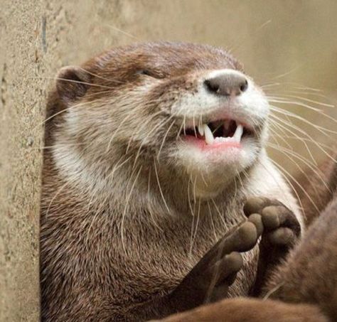 An otter is well adapted for life in the water. It has special muscles for closing its ears and nostrils tightly so water can’t get in. Adorable Otters, Otters Funny, Significant Otter, River Otters, Baby Otter, Otters Cute, Otter Love, Baby Otters, River Otter