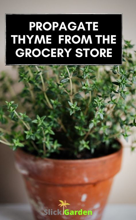 How To Propagate Herbs From Cuttings, Grow Thyme Indoors, Growing Thyme In Pots, How To Propagate Thyme, How To Propagate Herbs, Growing Thyme Indoors, Propagating Herbs, Grow Thyme, Mini Herb Garden