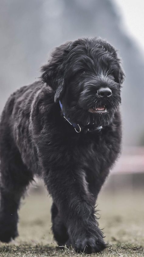 Bouvier Dog, Russian Black Terrier, Russian Terrier, Black Russian Terrier Puppy, Strong Dogs, Family Dogs Breeds, Bouviers Des Flandres, Black Russian Terrier, Black Russian