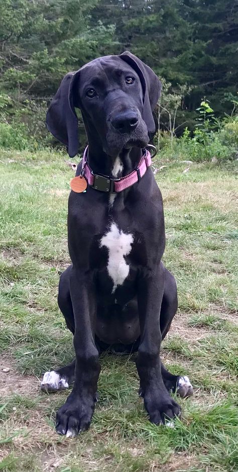 Great Danes Black, Dog Breeding Kennels Ideas, Great Dane Aesthetic, European Great Dane, Puppy Great Dane, Black Great Dane Puppy, Great Dane Lab Mix, Great Dane Black, Apartment Dog