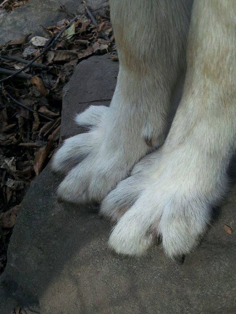 Wolf Fact:  Wolves Have 5 Toes on their Front Paws, Although They Only Need 4.  They Have 4 Toes on Their Hind Paws Which Helps Them With Traction When Running.  Their Claws Are Smooth Due To the Wear And Tear of The Rough Surfaces.  The Claws are Used for Digging and Not For Hunting.  These Pretty Claws Belong to Alawa, Wolf Ambassodor Wolf Claws, Wolf Bearing Teeth, Wolf Curled Up, Wolf Laying Down, Wolf Paws, 3 Wolves, Bark At The Moon, Wolves Laying Down, Wolf’s Rain