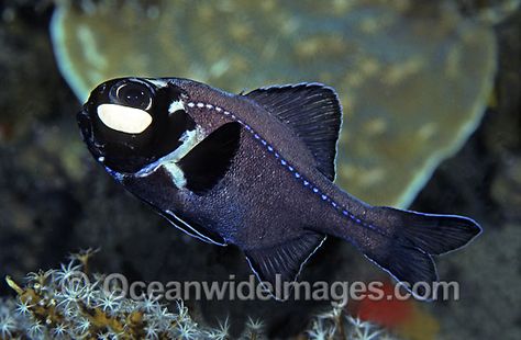 Flashlight Fish, Sea Organisms, Pressure Oc, Underwater Drawing, King Neptune, Fish Photos, Nature Photographers, Nature Aquarium, Animal Reference