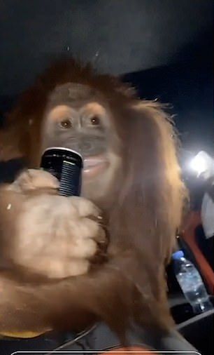 The ape was videoed washing down a banana with a can of Monster energy drink as a group of... Monkey Asthetic Picture, Monkey Taking A Bath, Monster Drink, Monster Wallpaper, Funny Monkey Memes, Monster Energy Drink, Monkey Memes Pictures Mood, Flying Monkeys Meme, Number 30