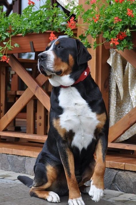 Appenzeller Dog, Entlebucher Mountain Dog, St Bernards, Saint Bernards, Disabled Dog, Greater Swiss Mountain Dog, Malinois Dog, Swiss Mountain Dogs, About Dogs