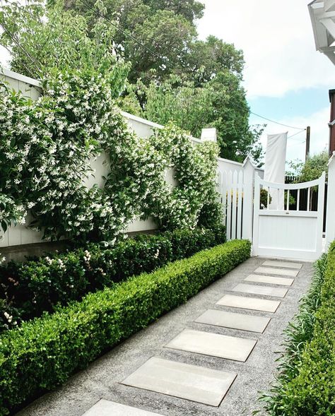 A wider view & before shot of this jasmine espalier. It’s a great idea for long narrow spaces. And all the windows along the side of this… | Instagram Narrow Garden, Garden Hedges, Side Yard Landscaping, Jasmine Plant, Front Garden Design, Ground Pools, Garden Wallpaper, Front Landscaping, Side Garden