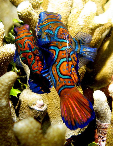 Mandarin Fish - mating by Stephen Childs, via Flickr Fish Photography, Mandarin Fish, World Wonders, Fishing Photography, Water Creatures, Pike Fishing, Photography Light, Underwater Life, Water World